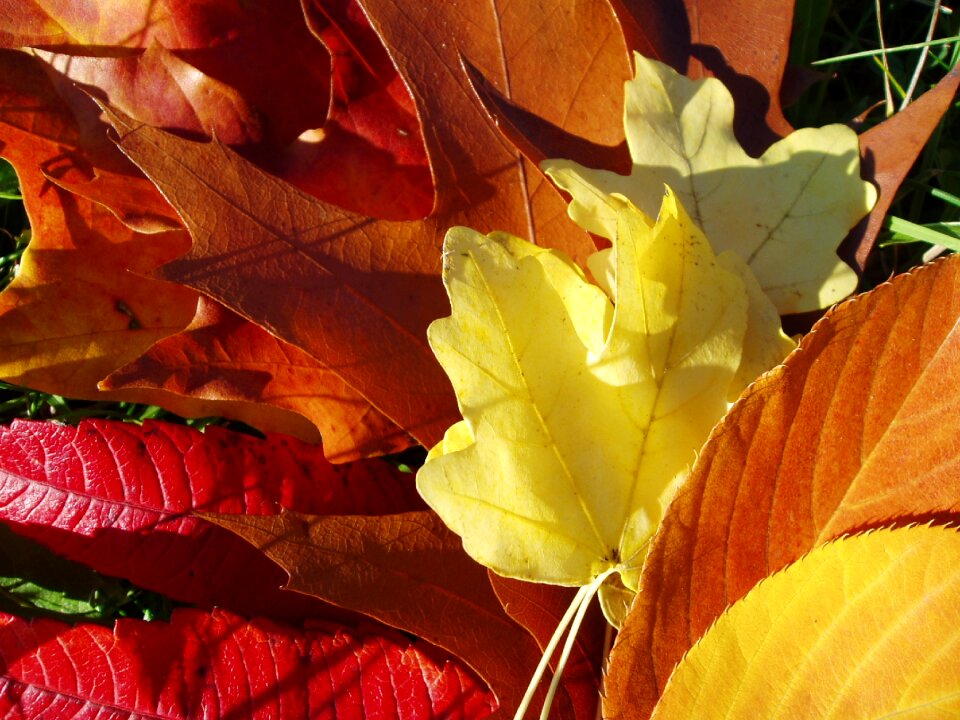 Autumn foliage colors