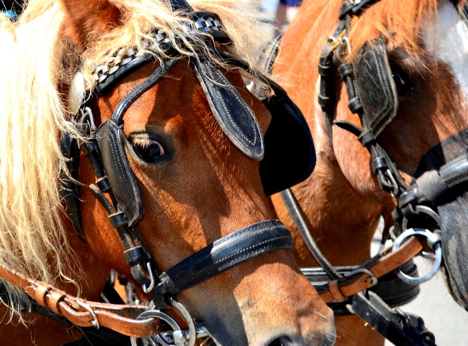 Monteaura horses animal