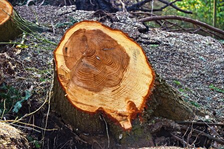 Log year rings wood photo