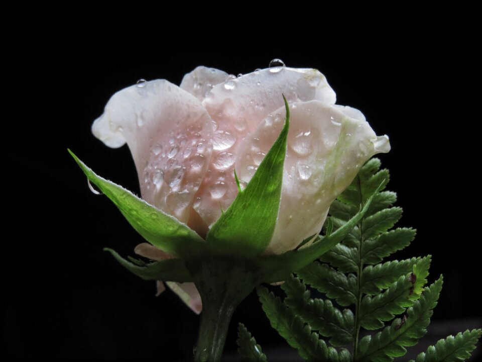 Frozen flower nature