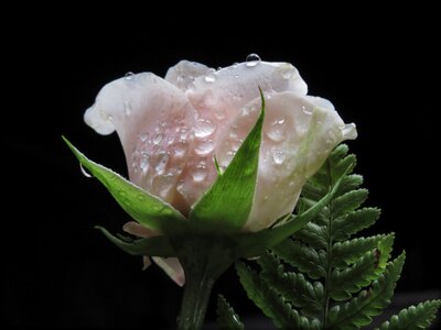 Frozen flower nature