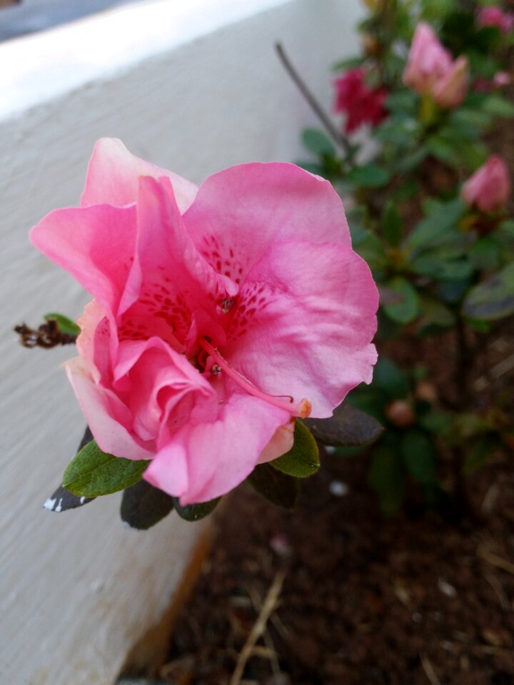Flower rosa lawn