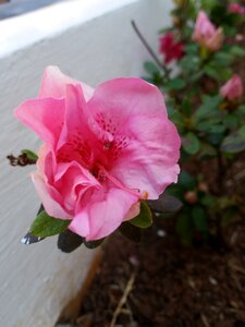 Flower rosa lawn photo