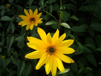 Yellow sunflower floral