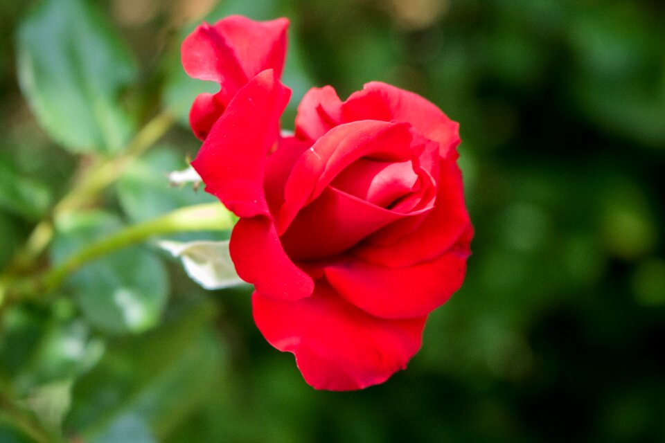 Flower nature love