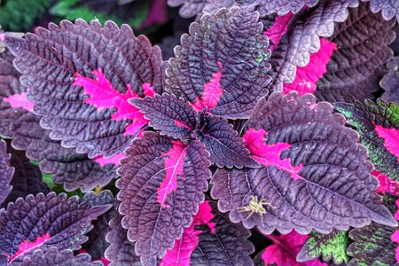 Nature leaf flora