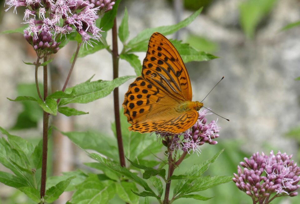 Butterfly butterflies imperial coat argynnis paphia