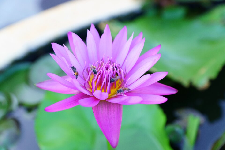 Flower beautiful flowers lotus