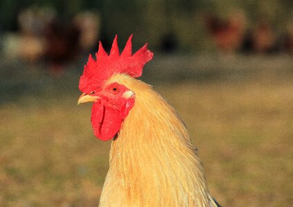 Animal poultry hahn