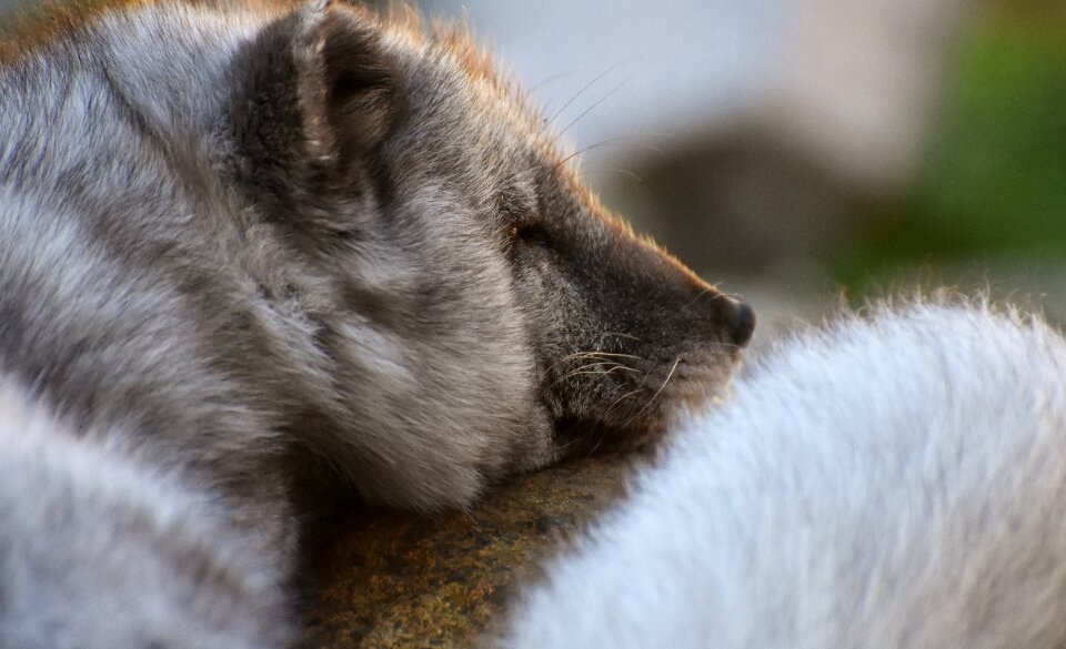 Zoo animal world tired