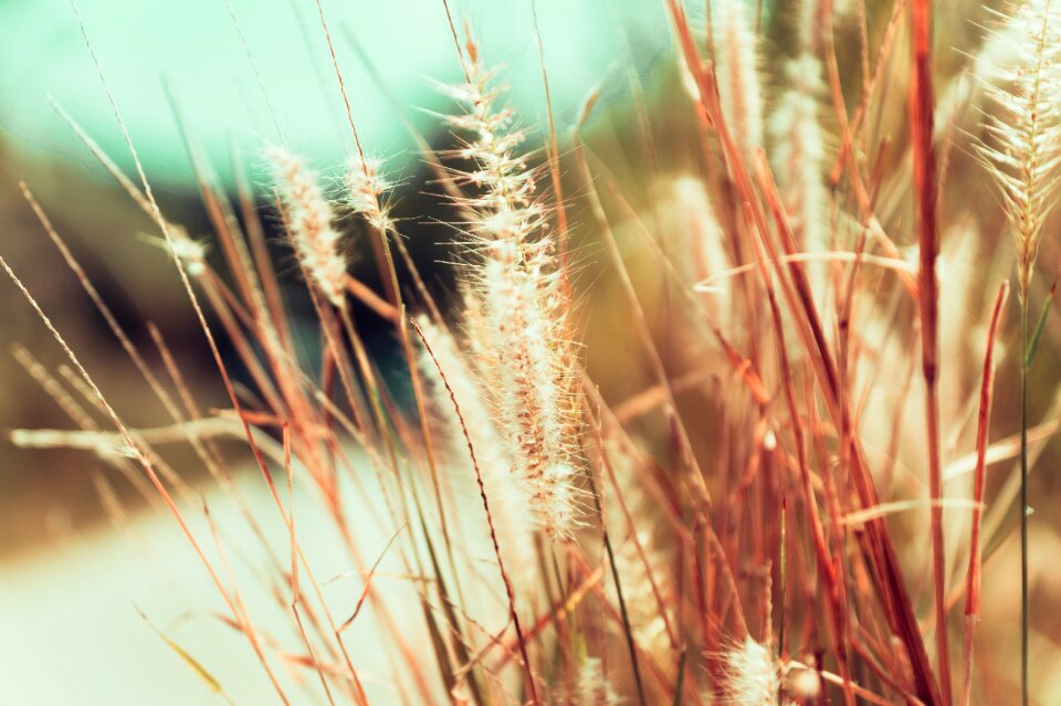 Yellow summer lanscape