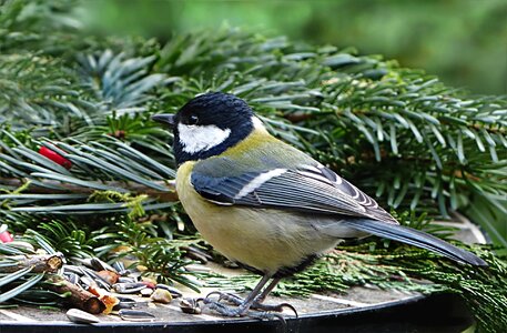 Parus major songbird foraging