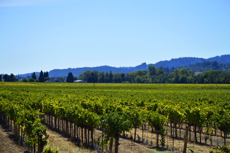 Agriculture wine field photo