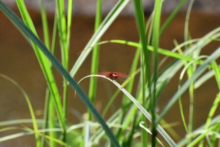 Nature firefly butterfly