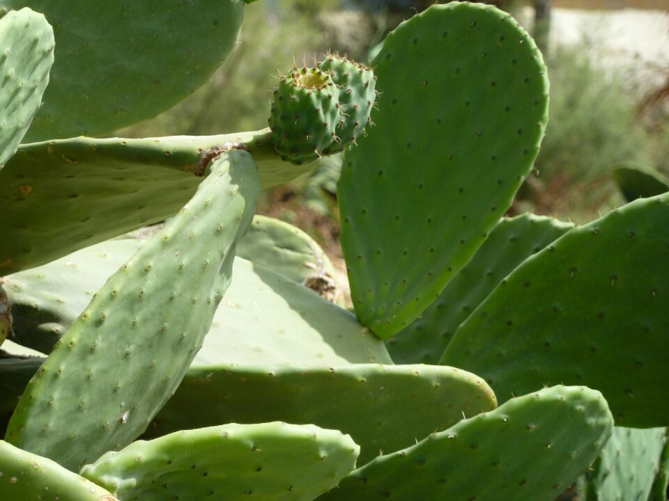 Plant nature succulent