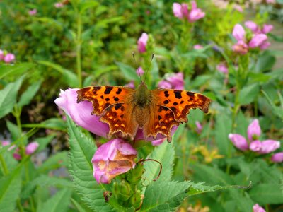 Orange butterfly comma butterfly