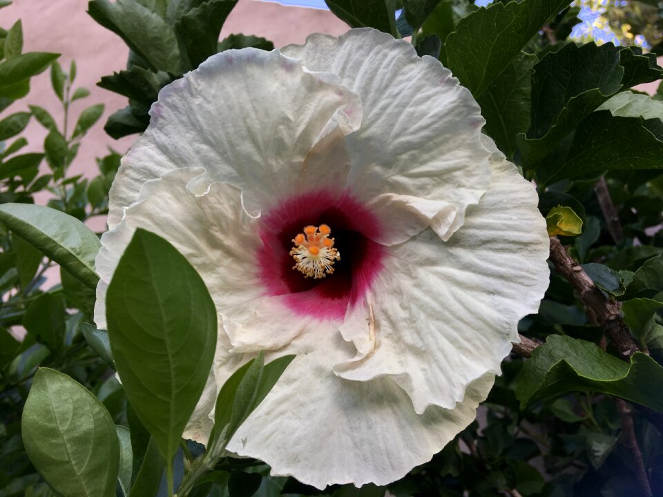 Flower garden nature