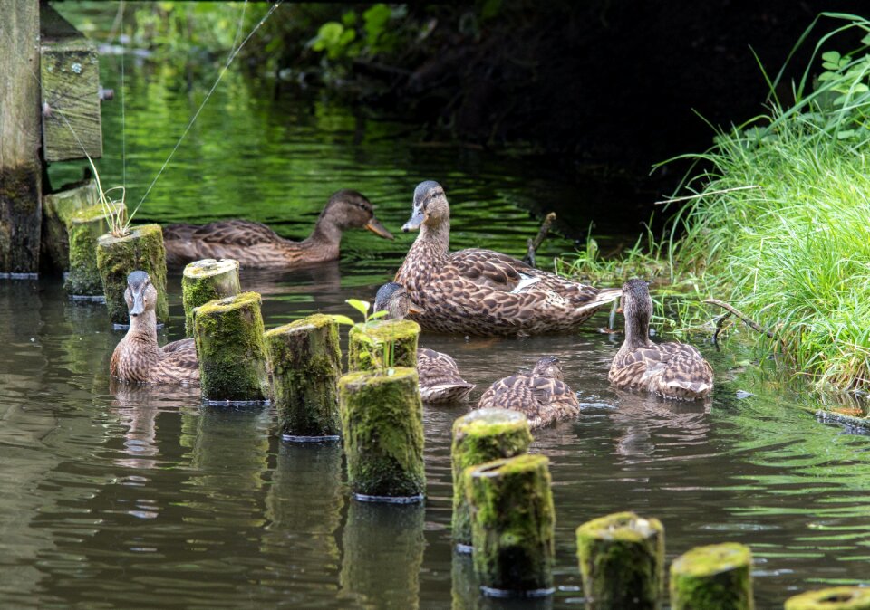 Nature lake river