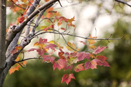 Autumn tree color photo