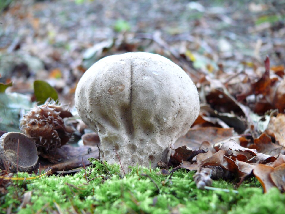 Reuzenbovist grey bol