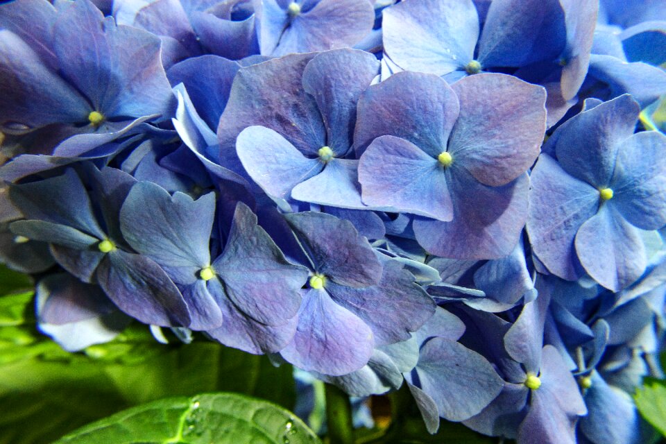 Garden leaf blooming