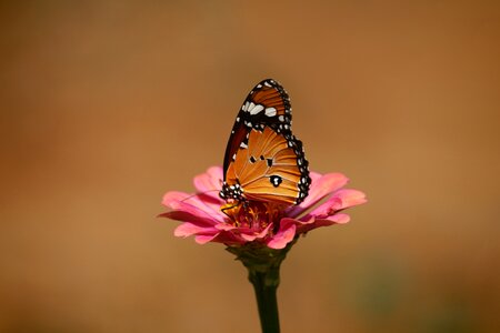 Plain tiger butterfly photo