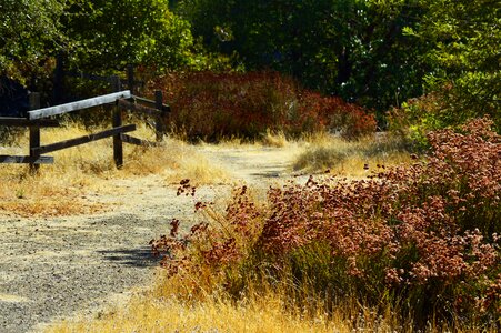Wooden fence nature