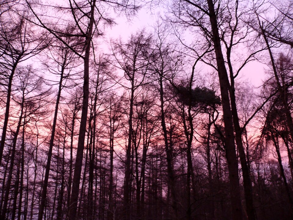 Forest sunset purple