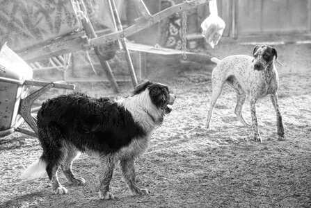 Picture doggie animal
