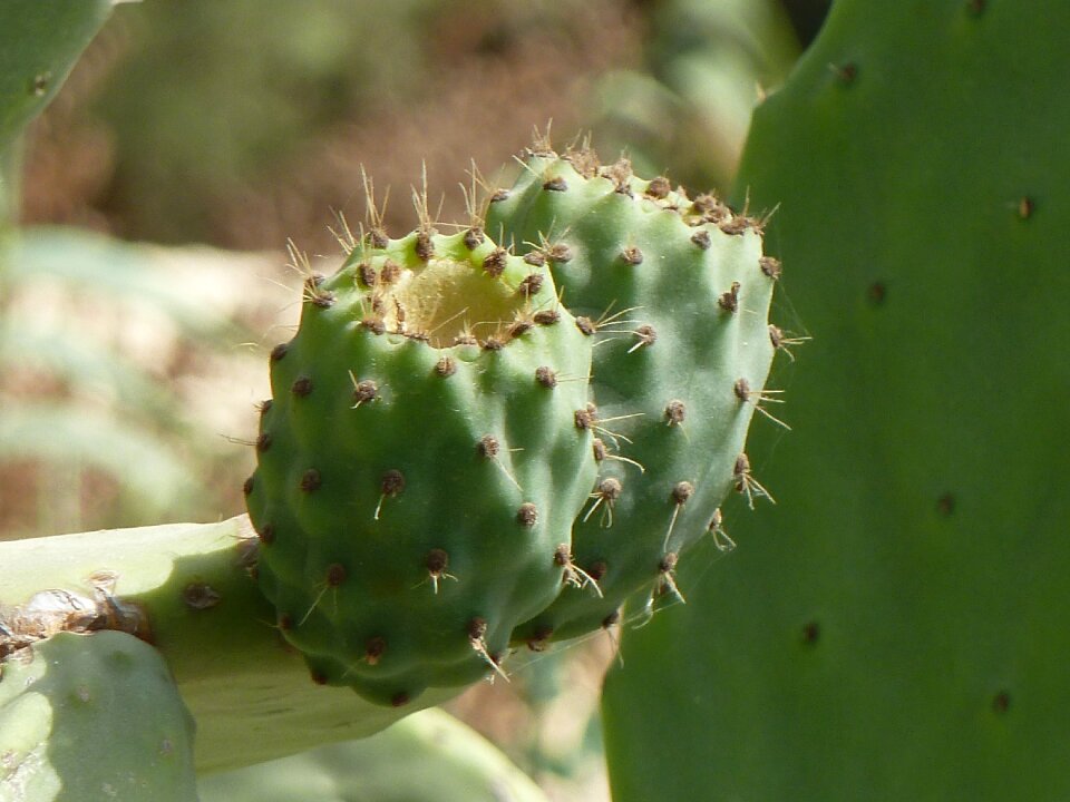 Plant nature succulent