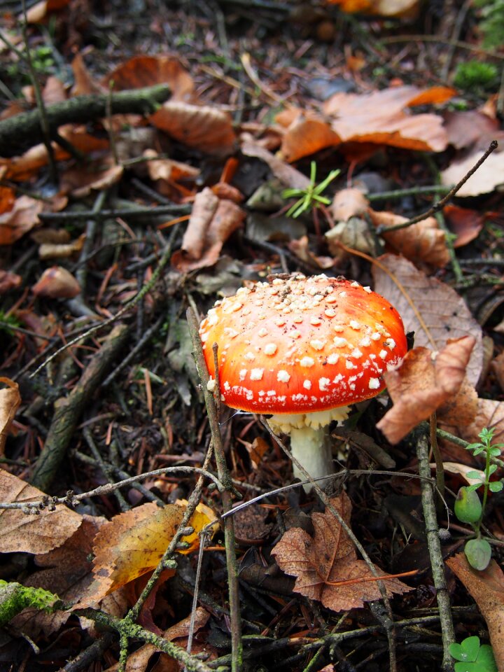 Toadstool boletus forest