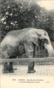 Le gros éléphant Sahib-Jardin des Plantes-Paris