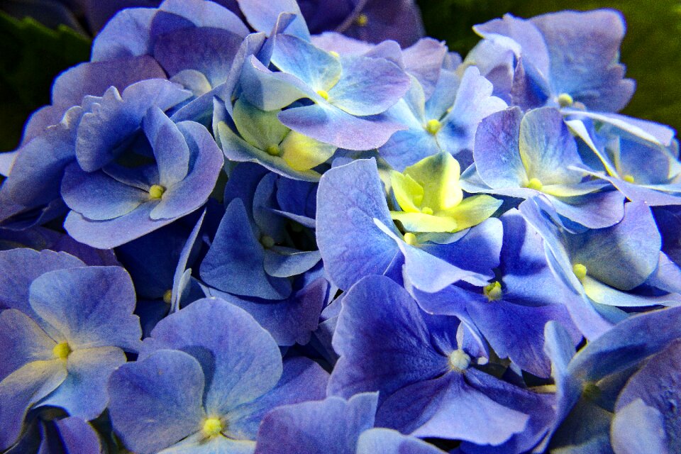 Garden floral leaf