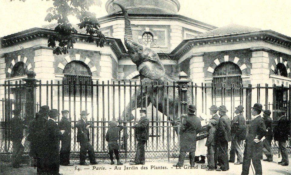 Le grand éléphant-Jardin des Plantes-Paris
