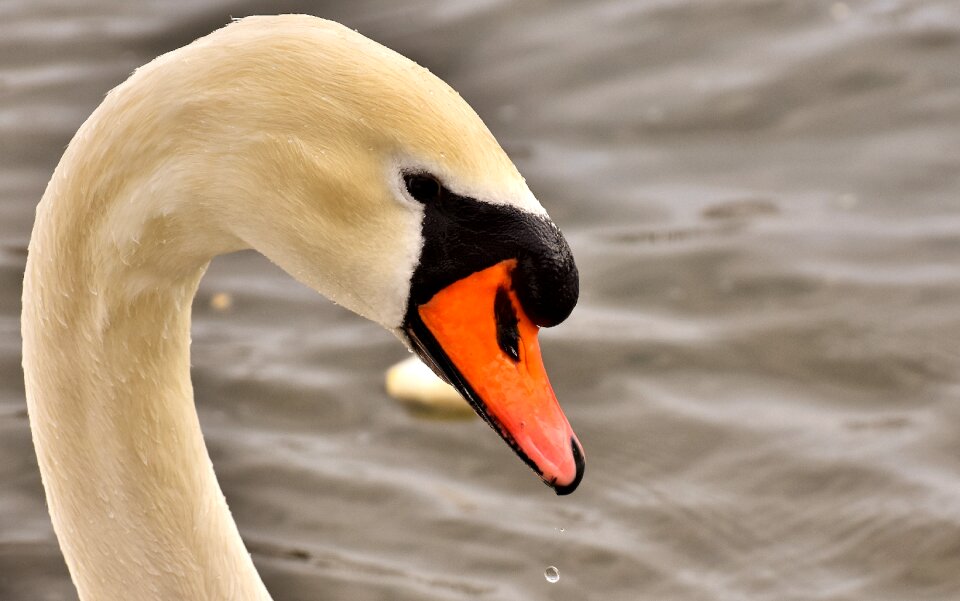 Water bird bill animal