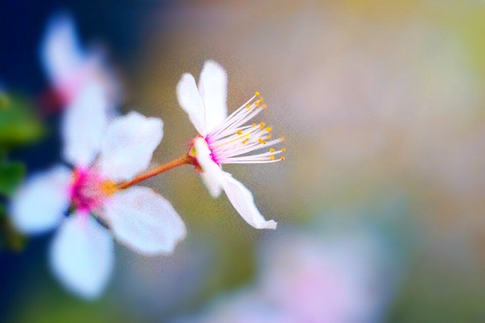 Cherry blossom nature flower