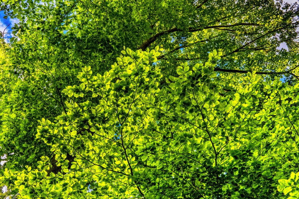 Branches color foliage