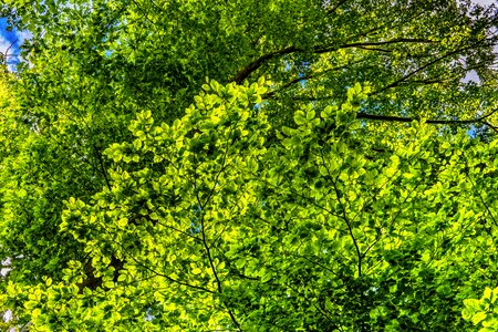 Branches color foliage photo