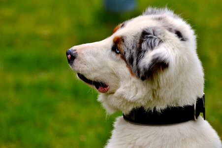 Playful cute playing dog
