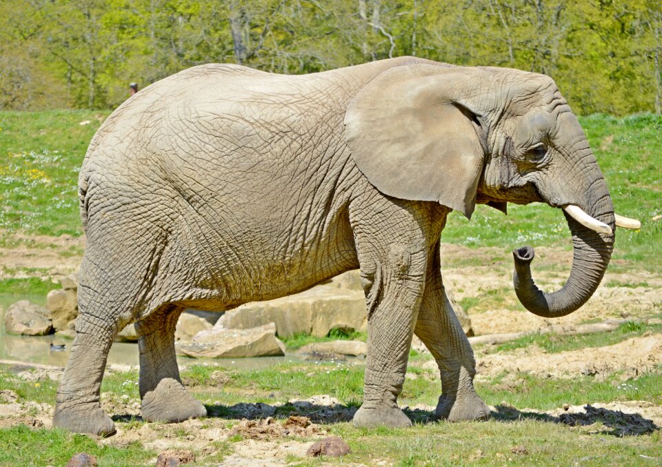 Animal elephant nature