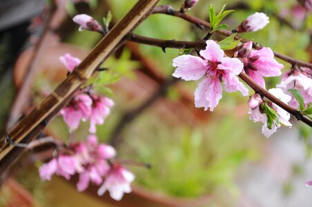Peach flower plant