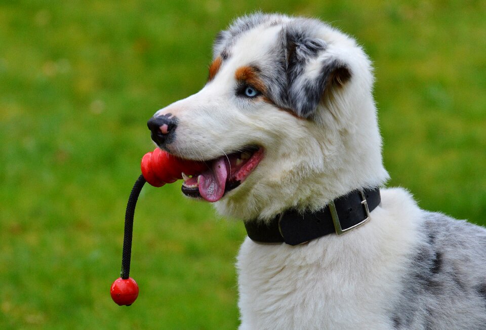Playful cute playing dog