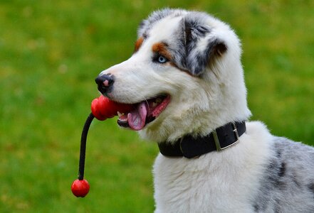 Playful cute playing dog