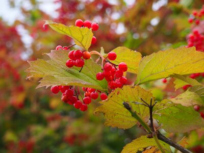 Branch red fruits photo