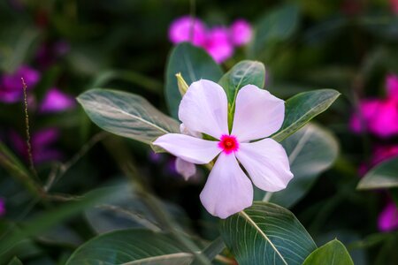 White vinca flower flower flora photo