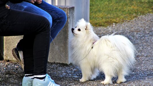 Portrait at the court of dog photo