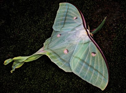 Moths mr luna green