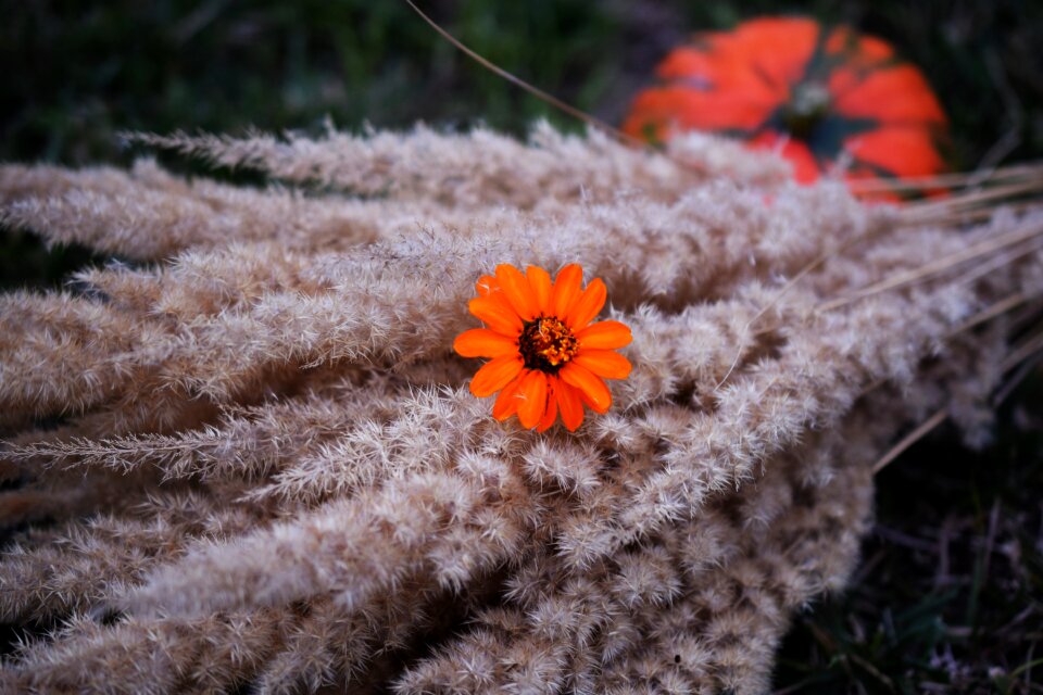 Flower orange pumpkin