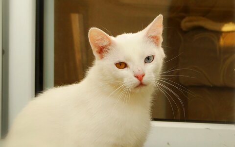 Pets national kitten