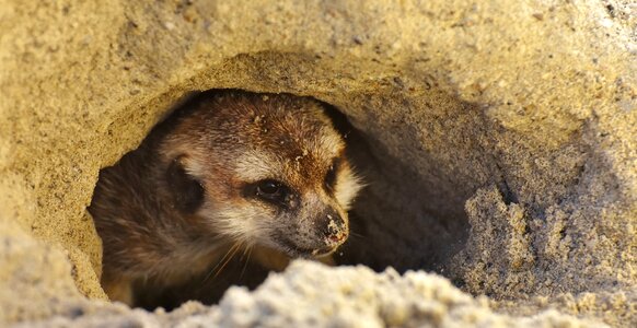 Animal nature mammal